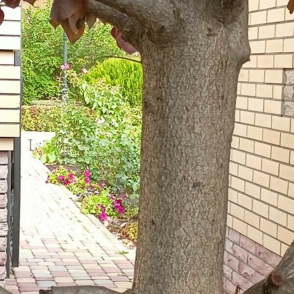 Prunus virginiana Bark