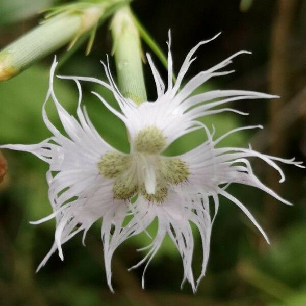 Dianthus hyssopifolius Blüte