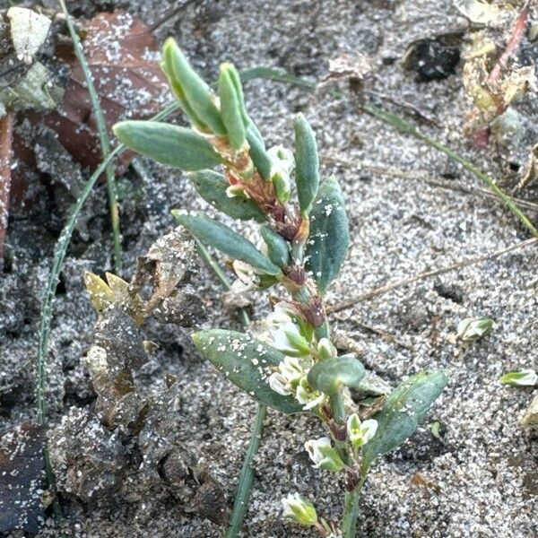 Polygonum maritimum Цвят