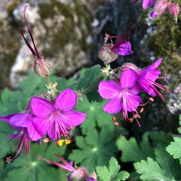 Geranium macrorrhizum Kukka