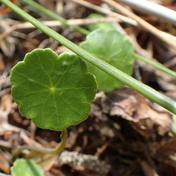 Hydrocotyle vulgaris List