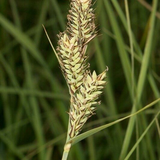 Carex buxbaumii 果實