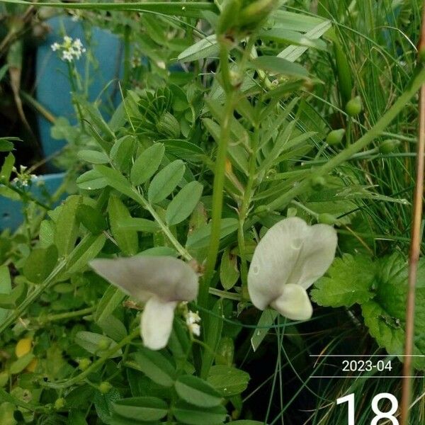 Vicia grandiflora Цвят