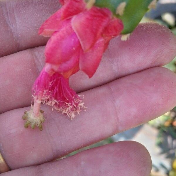 Opuntia cochenillifera Virág