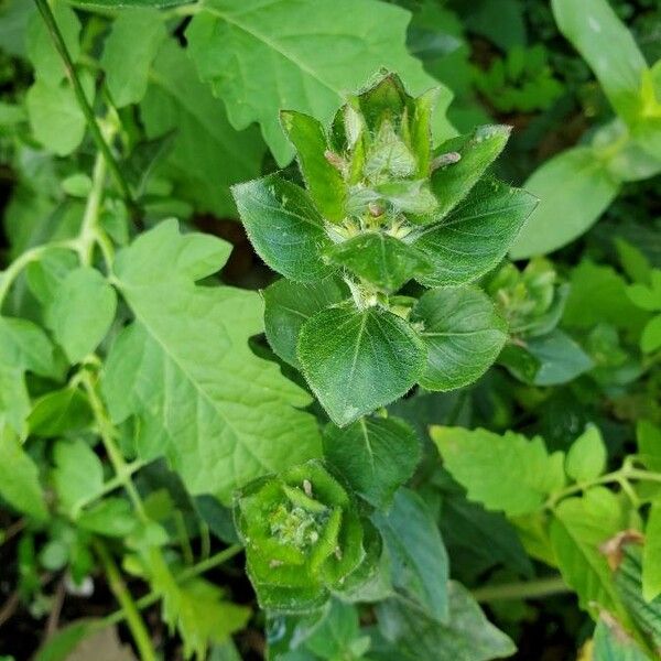 Blechum pyramidatum Fiore