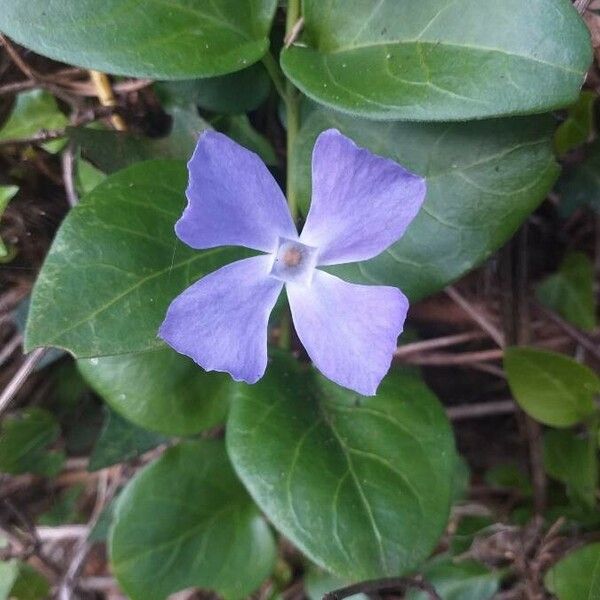 Vinca major Virág