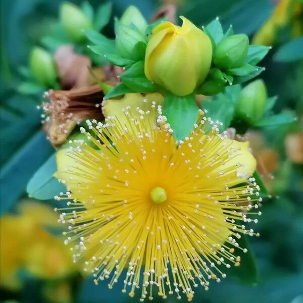 Hypericum prolificum Flower