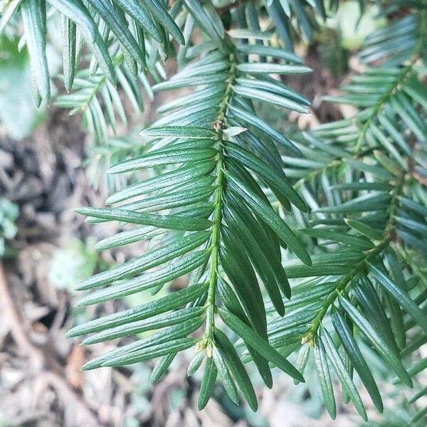 Taxus canadensis Deilen