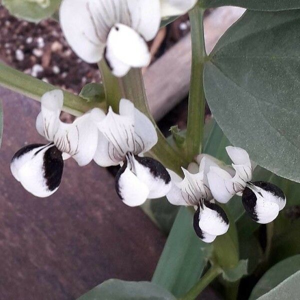 Vicia faba Flower