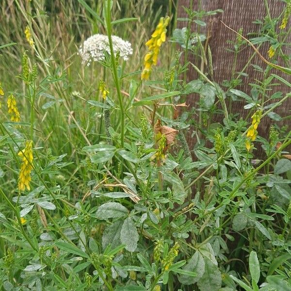 Melilotus officinalis Hábito