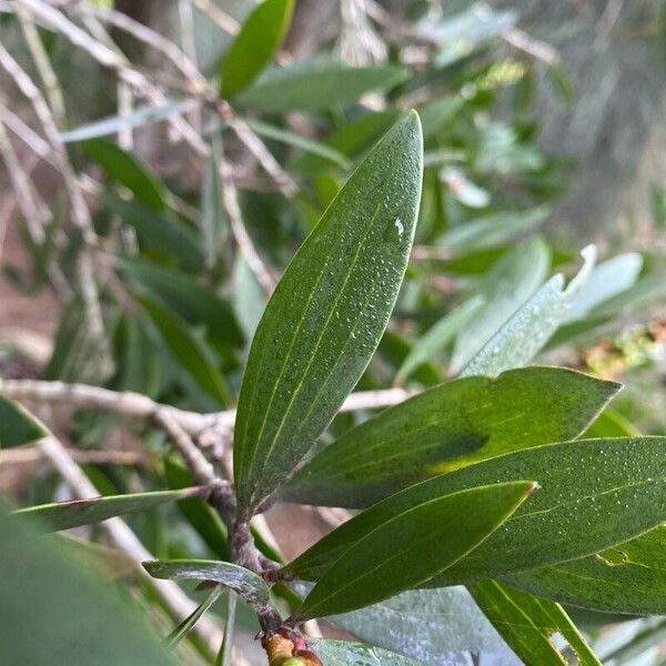 Melaleuca quinquenervia Leaf