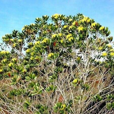 Melaleuca pancheri 整株植物