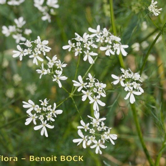 Bifora radians Flower