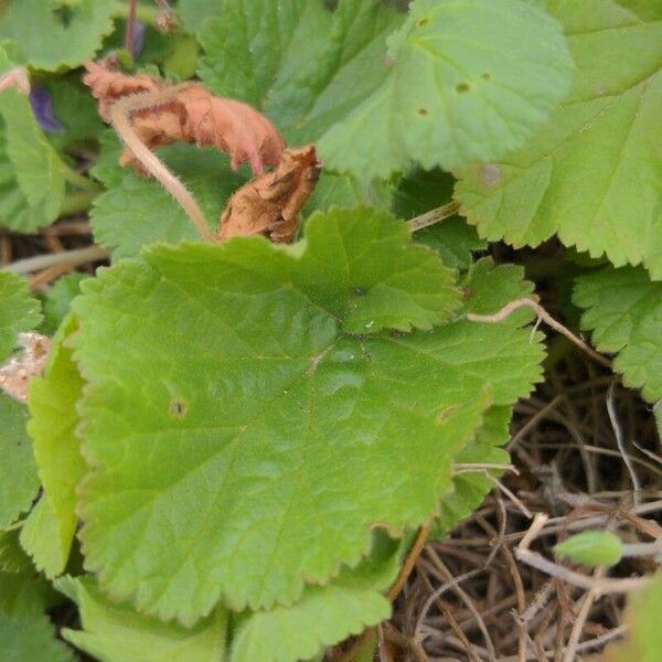 Erodium chium Leaf