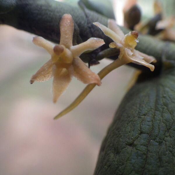 Tridactyle anthomaniaca Цветок