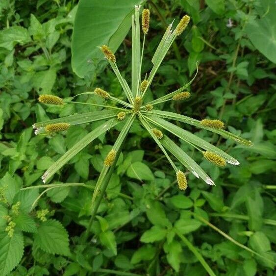 Cyperus alopecuroides 葉