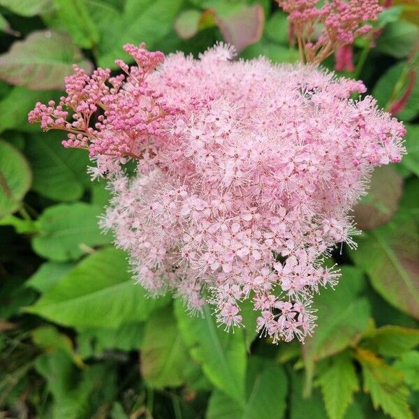 Filipendula rubra Flor