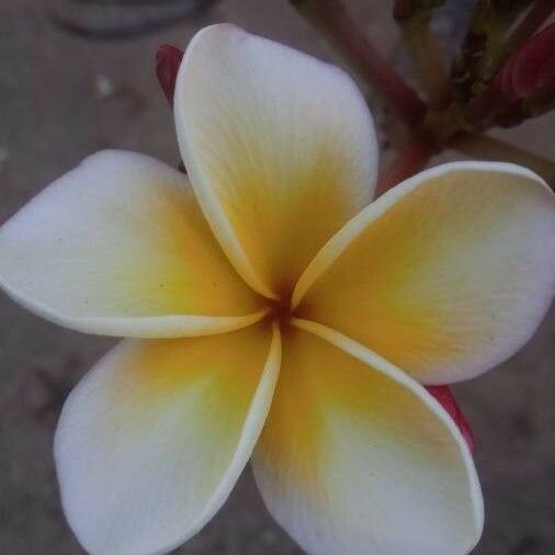 Plumeria rubra Žiedas