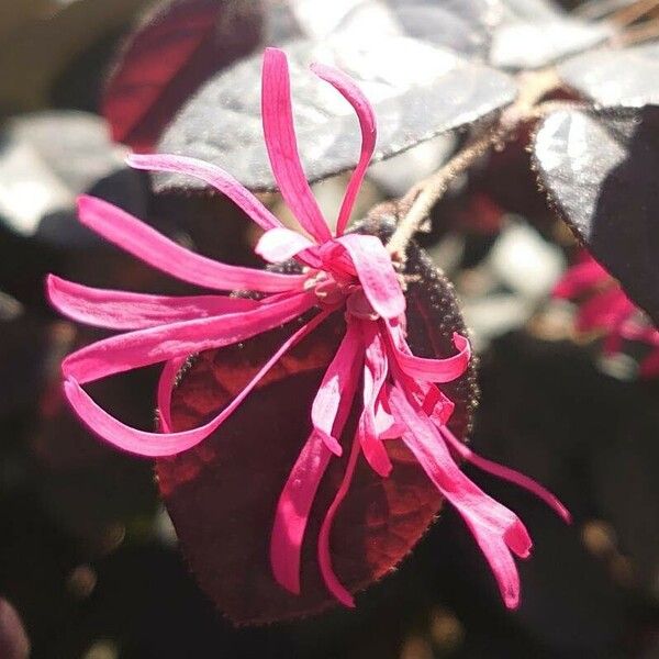 Loropetalum chinense Flor