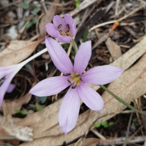 Colchicum cupanii Fiore