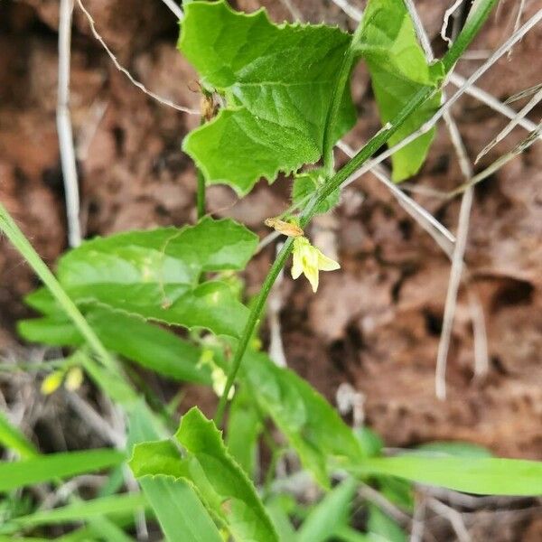 Kedrostis foetidissima Hostoa