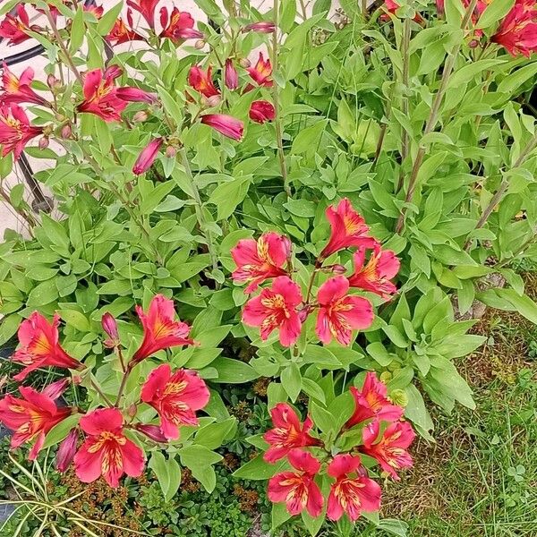 Alstroemeria ligtu Celota