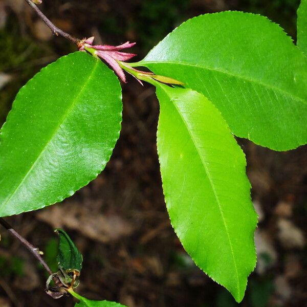 Prunus serotina Лист