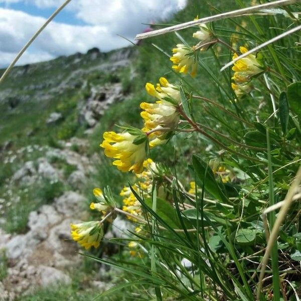 Anthyllis vulneraria Flor