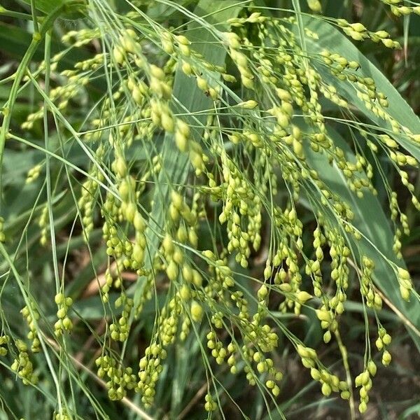 Panicum miliaceum 花