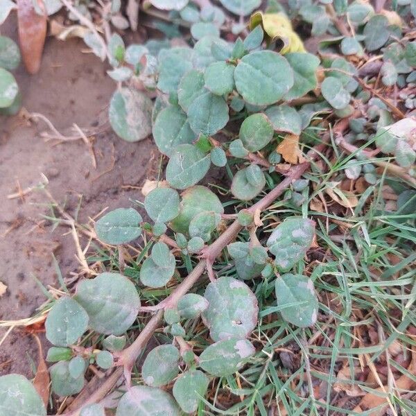 Trianthema portulacastrum Blatt