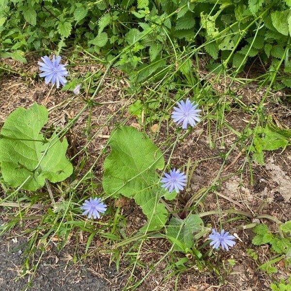 Cichorium endivia Blomst