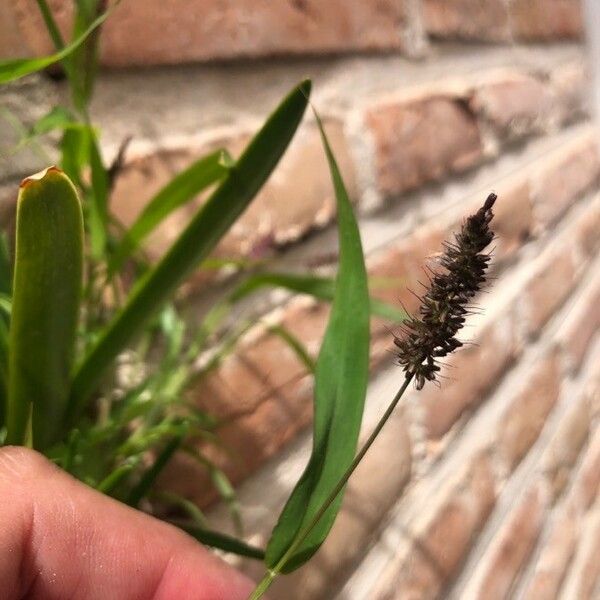 Setaria verticillata Fruit