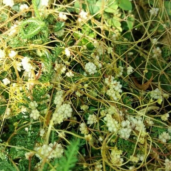 Cuscuta campestris Flower