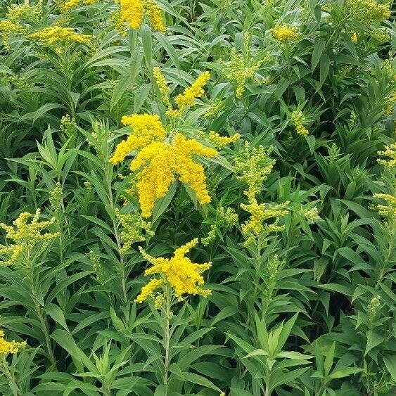 Solidago gigantea Blodyn