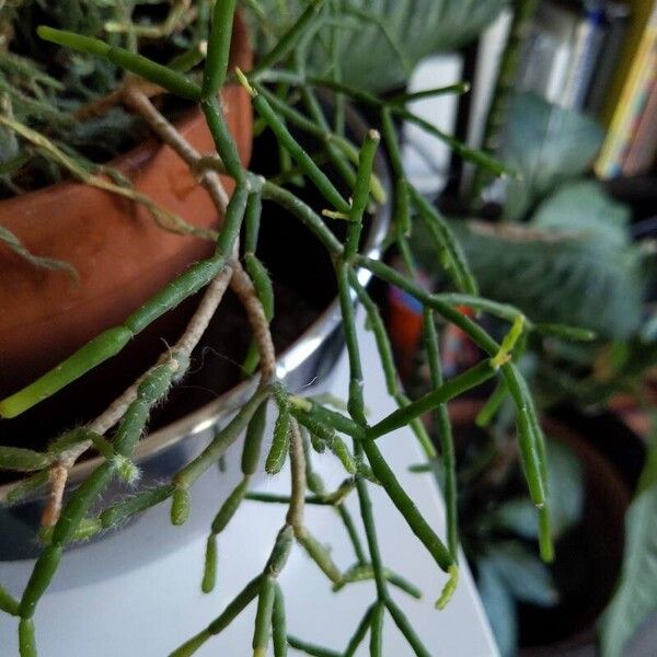 Rhipsalis baccifera 葉