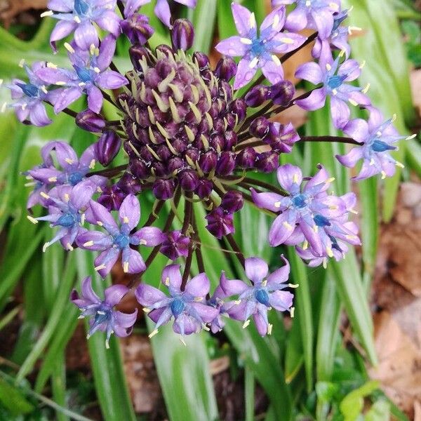 Scilla peruviana Цвят