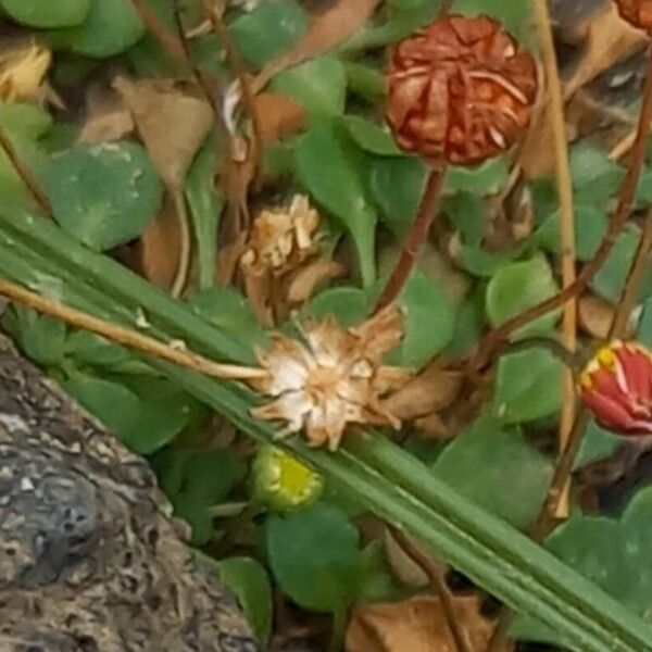 Bellium bellidioides Hedelmä