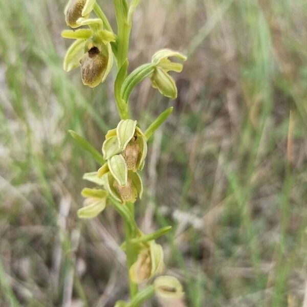 Ophrys virescens Flower