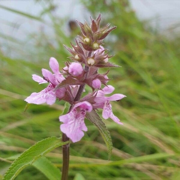 Stachys palustris Blomst