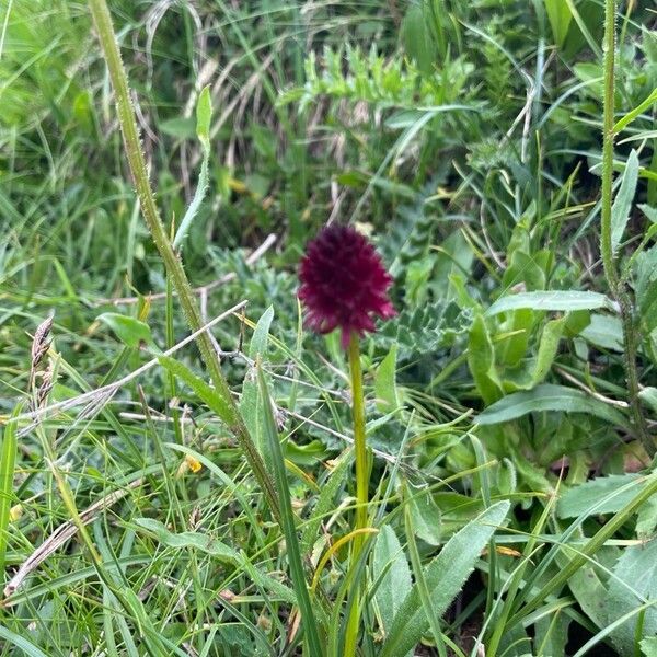 Gymnadenia nigra Flower