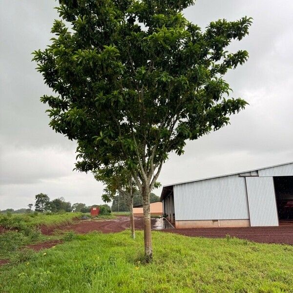 Genipa americana Habit