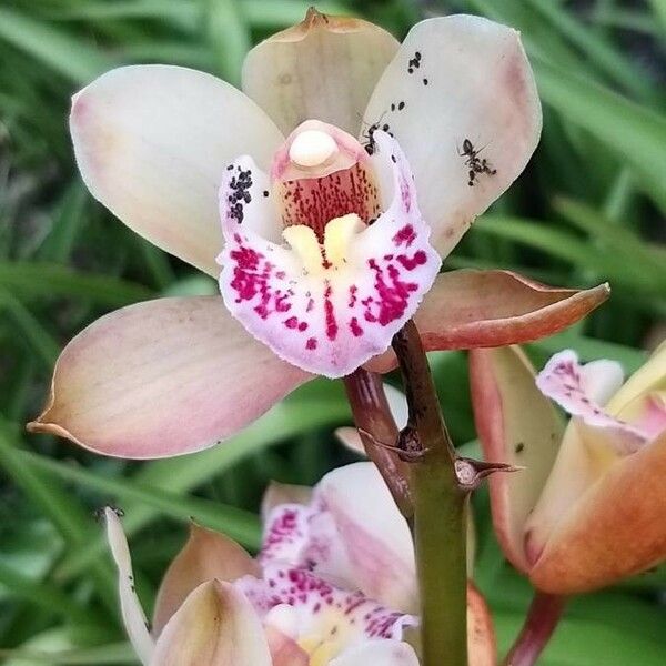 Cymbidium spp. Floare