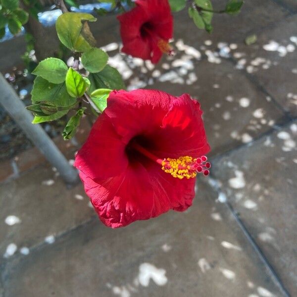 Hibiscus fragilis Fleur