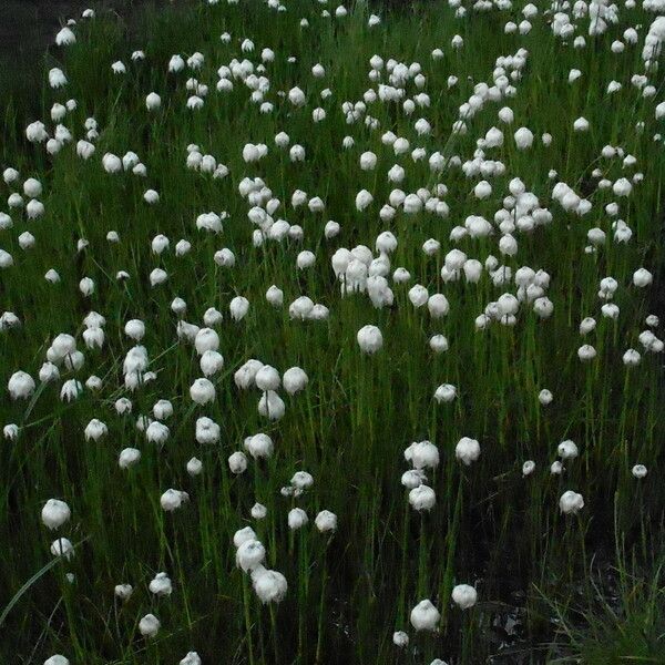 Eriophorum vaginatum आदत