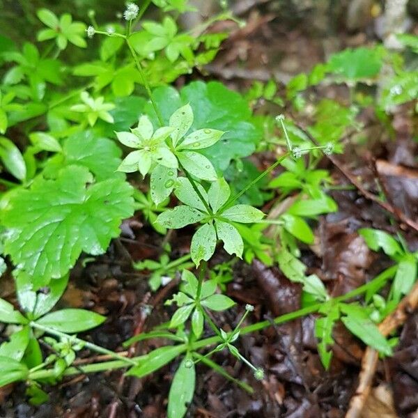 Galium triflorum Хабит