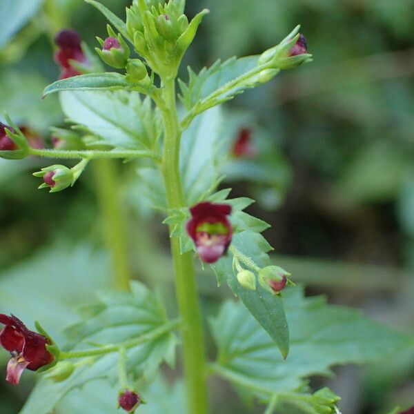 Scrophularia peregrina Drugo