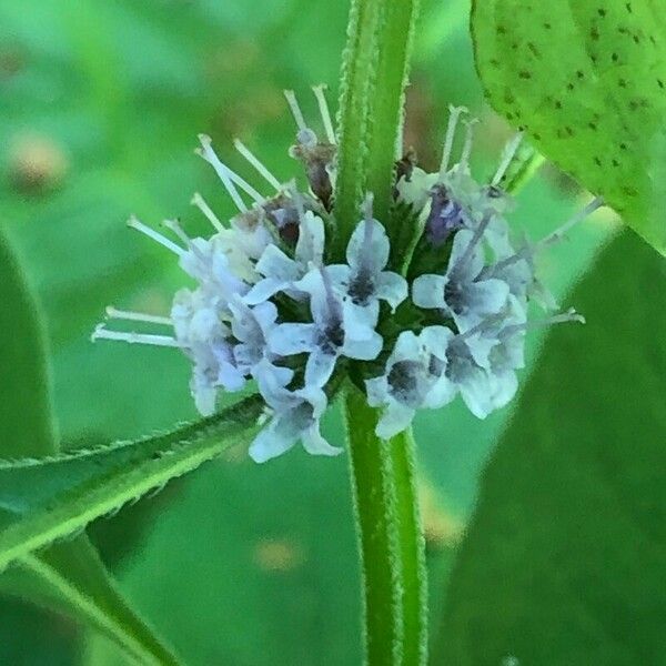 Mentha arvensis Λουλούδι