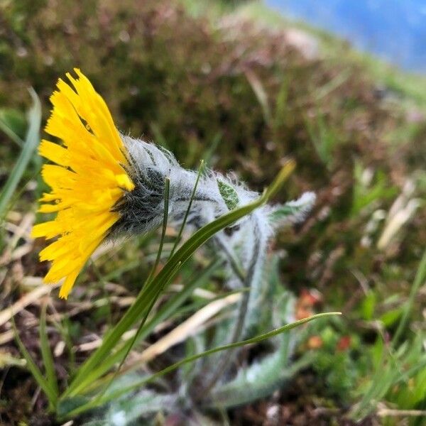 Hieracium villosum Blomma