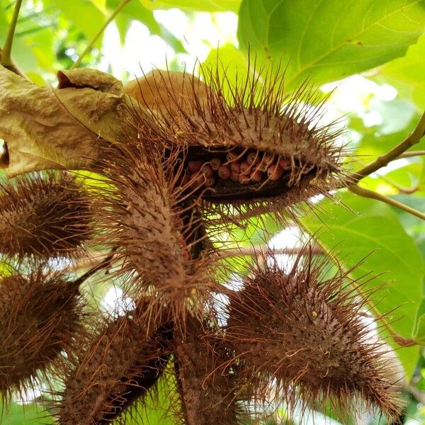 Bixa orellana Fruit