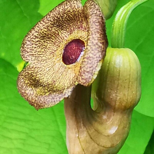 Aristolochia macrophylla 花